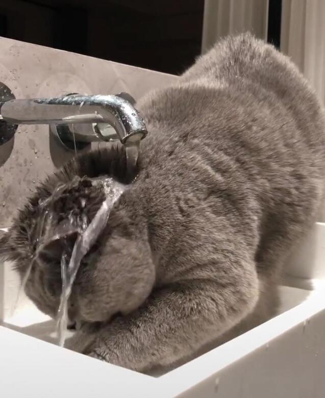 下班回家找不到猫咪,推开卫生间门一看,主人瞬间笑到颤抖! 下班回家找不到猫咪,推开卫生间门一看,主人瞬间笑到颤抖!