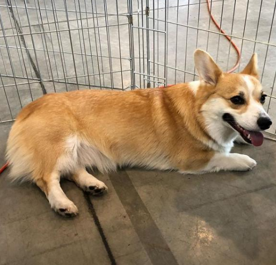 吃了“断肠散”?青岛左岸风度小区十几只宠物犬疑遭投毒死亡 警方已介入 吃了“断肠散”?青岛左岸风度小区十几只宠物犬疑遭投毒死亡 警方已介入
