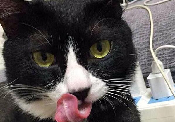 妈妈让猫咪盯着小主人, 不让她出门, 猫咪认真严肃的表情逗哭主人 