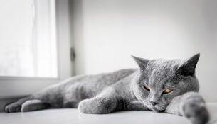 主人想给猫咪刷牙，猫咪自己把牙刷往嘴里塞，萌出血！