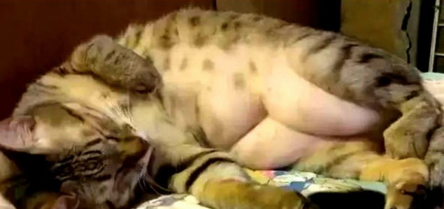 一直以为自家的猫不胖，直到剃毛后，看到那三坨游泳圈