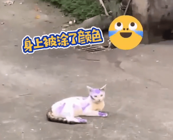狗狗全身被涂满颜色，路人笑道：我们小时候也如此，它们早就习惯了