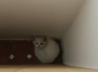 女子刚准备养猫,就捡到了一只白色异瞳猫:这是上天给的礼物吧 女子刚准备养猫,就捡到了一只白色异瞳猫:这是上天给的礼物吧