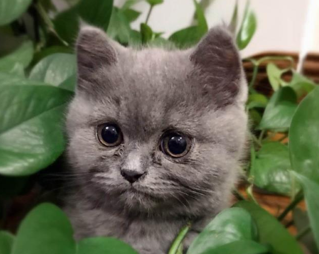一只胖仓鼠，被三只蓝猫围观，猫咪好奇的样子把主人萌翻
