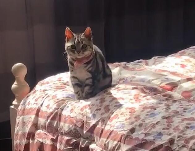 主人在家粘箱子,让猫咪咬断胶带,猫:我为这个家付出太多…… 主人在家粘箱子,让猫咪咬断胶带,猫:我为这个家付出太多……