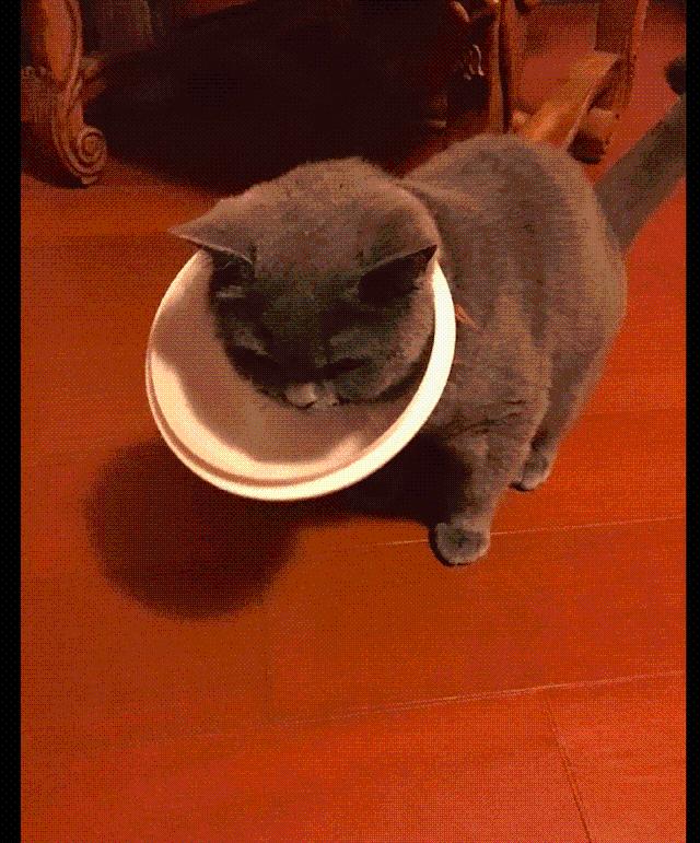 猫咪在家里调皮时,不小心把垃圾桶盖套在了脖子上,表情我看笑了 猫咪在家里调皮时,不小心把垃圾桶盖套在了脖子上,表情我看笑了