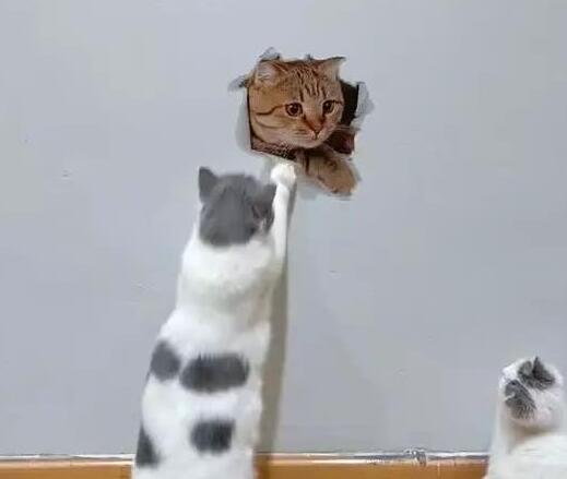 主人在墙上画了只橘猫，家里两只猫咪不淡定了：别怕！我救你出来