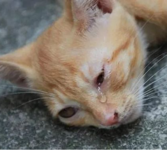 男子收养猫后向原主人索要裸照和钱,被拘时已杀 6 猫