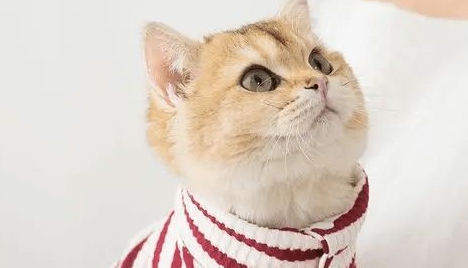 资深猫奴的几项特征,看看你中了几条?猫咪:还不快来伺候本宫! 资深猫奴的几项特征,看看你中了几条?猫咪:还不快来伺候本宫!