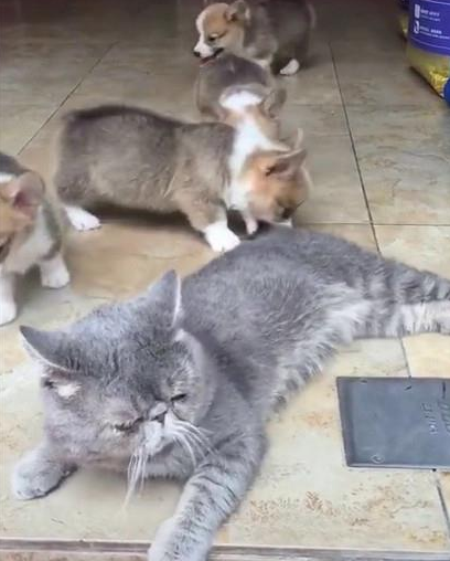 一群小柯基将蓝猫当玩具，喵：本喵是长辈，要忍着点