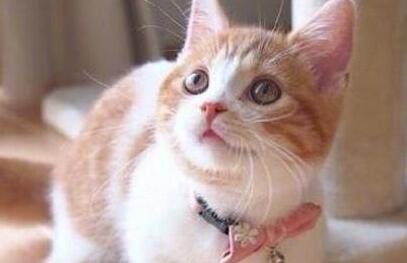  主人惹橘猫生气, 小橘猫耳朵都被气没了, 主人当场笑哭