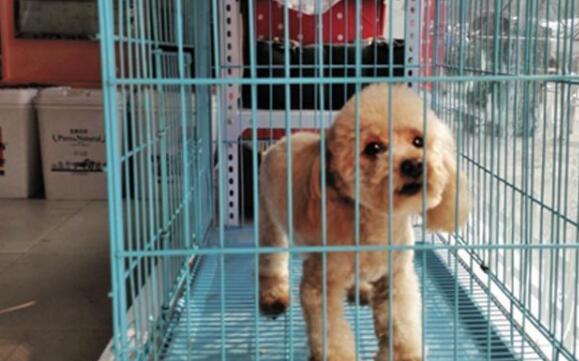 小伙子出差让老爸照顾泰迪，回来后发现自己爱犬超拉风！