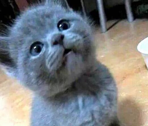 主人买了只小蓝猫,仓鼠每天对它投怀送抱:从小打好关系很重要! 主人买了只小蓝猫,仓鼠每天对它投怀送抱:从小打好关系很重要!