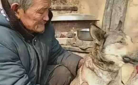 相依为命11年的爱犬立世,老人蹲在地上痛哭:老伙计我随后就来 相依为命11年的爱犬立世,老人蹲在地上痛哭:老伙计我随后就来