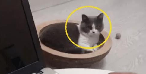 主人吃山竹,猫咪的表情都变了,主:你听我解释,不是你想的那样 主人吃山竹,猫咪的表情都变了,主:你听我解释,不是你想的那样