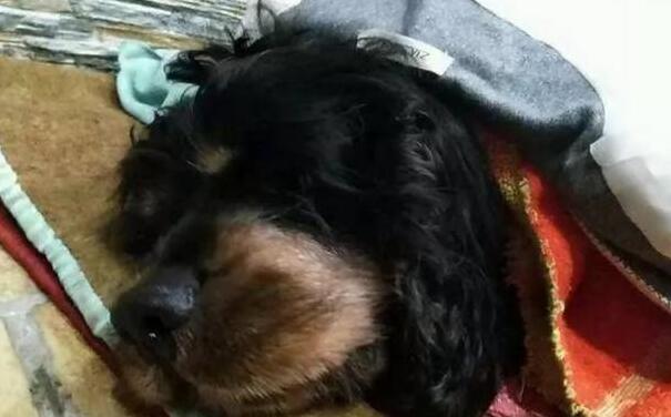 养了14年的狗狗去世后,女主人在拖鞋里看到这个,顿时哭了 养了14年的狗狗去世后,女主人在拖鞋里看到这个,顿时哭了