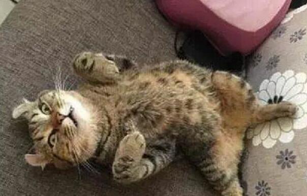 主人正在厨房做饭，突然听到猫惨叫声，跑过来一看以为猫死了……