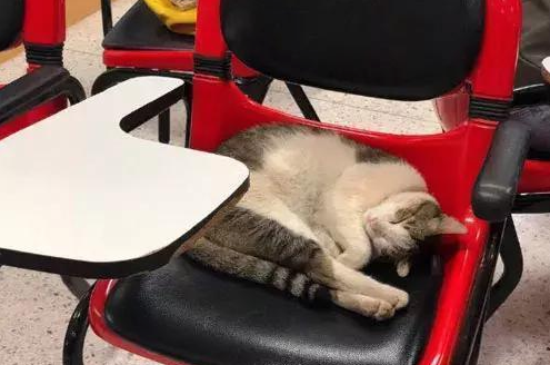 一只流浪猫闯进教室,霸占了一个座位倒头就睡,一点都不客气 一只流浪猫闯进教室,霸占了一个座位倒头就睡,一点都不客气