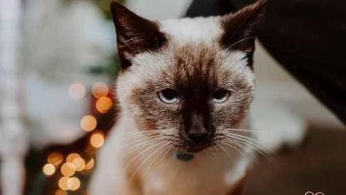 流浪猫戴着项圈，疑似被主人遗弃，拆开项圈看到一封信