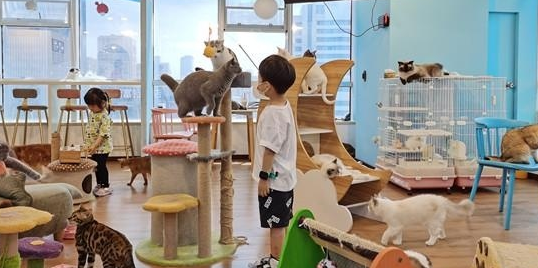 一猫咖半月无人管引网友热议,南京的猫咖狗咖还好吗? 一猫咖半月无人管引网友热议,南京的猫咖狗咖还好吗?