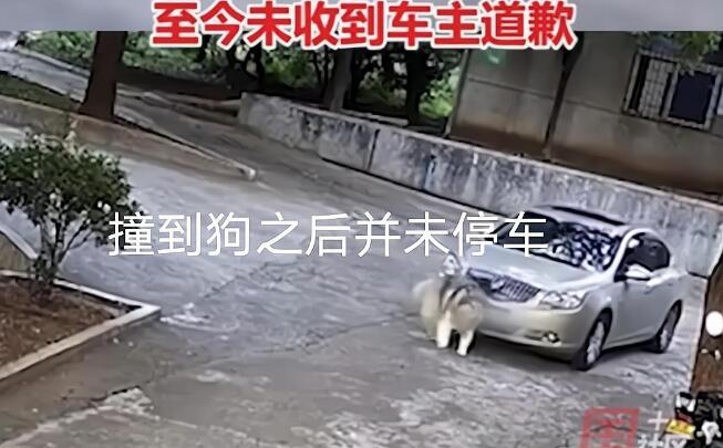 湖南郴州因狗未拴绳,疑被小车故意碾压致死,车主却拒绝道歉 湖南郴州因狗未拴绳,疑被小车故意碾压致死,车主却拒绝道歉