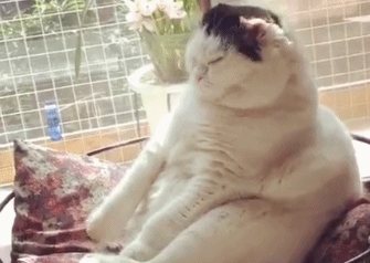 猫咪坐着睡觉姿态图片 | 胖猫咪坐着打瞌睡,都胖成一座小山了,它绝对不是虚胖啊 猫咪坐着睡觉姿态图片 | 胖猫咪坐着打瞌睡,都胖成一座小山了,它绝对不是虚胖啊