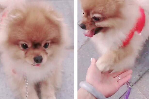 博美犬寄样乡下回来后：变得暴躁、咬人
