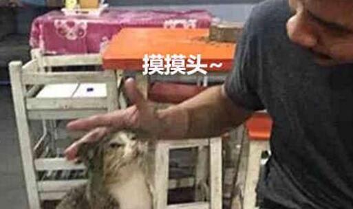 大猫向客人讨要吃的, 啥都没有还被白摸了两下, 表情立马变了! 大猫向客人讨要吃的, 啥都没有还被白摸了两下, 表情立马变了!