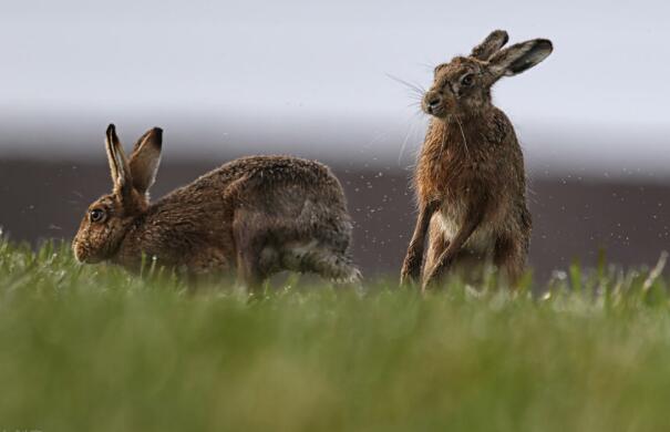 澳洲野兔泛滥至100亿只，上演“人兔大战”，放在中国能吃几年？