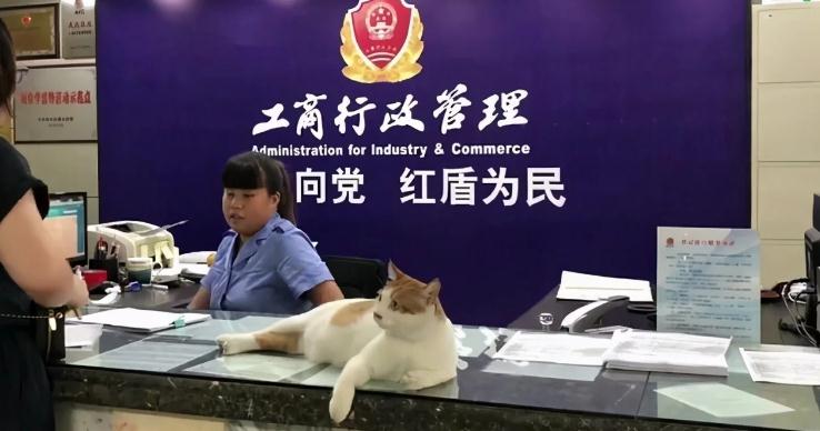 猫咪到底能有多成功？有的猫喵生起跑线比人高，还当上了公务员？