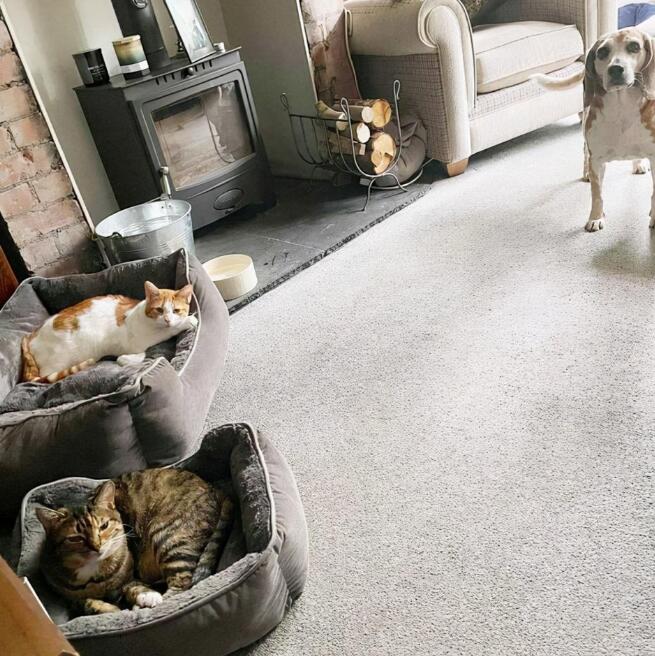 猫占狗床，贪婪的猫偷走善良的小猎犬的床，这都是爱啊