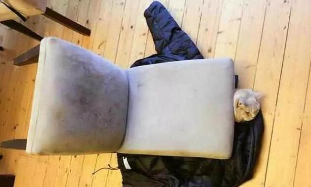 主人听到猫惨叫，冲过去一看瞬间乐了