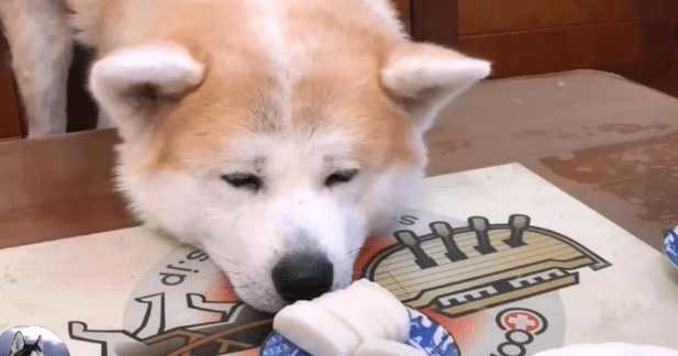 主人在吃大餐,秋田犬只能在旁边看,被它的表情逗笑了 主人在吃大餐,秋田犬只能在旁边看,被它的表情逗笑了