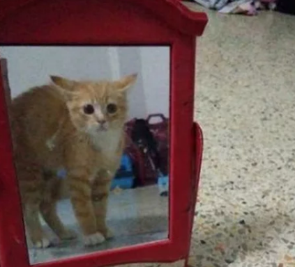 主人买了一个镜子,猫咪路过时的反应过于有趣:你是哪位 主人买了一个镜子,猫咪路过时的反应过于有趣:你是哪位