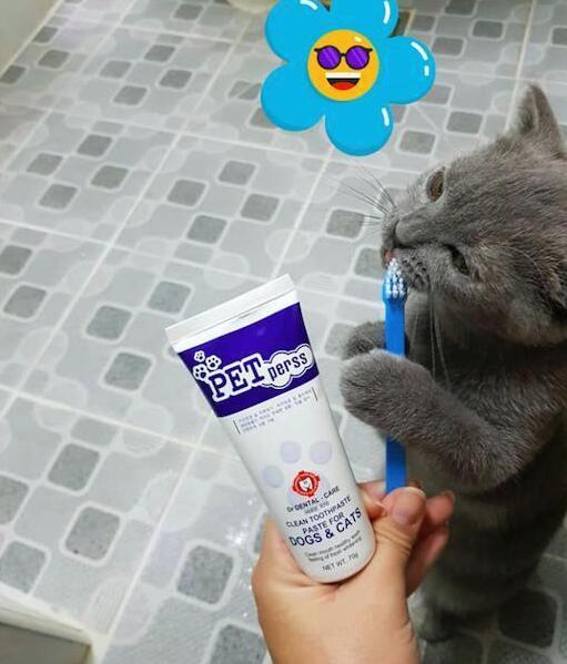主人想给猫咪刷牙,猫咪自己把牙刷往嘴里塞,萌出血! 主人想给猫咪刷牙,猫咪自己把牙刷往嘴里塞,萌出血!