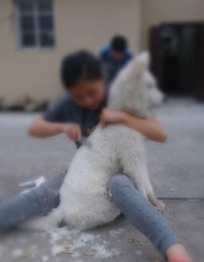 萨摩耶皮肤病图片大全 | 萨摩耶长期生活在猪圈，满身皮肤病，露出乞求的眼神，让路人心碎