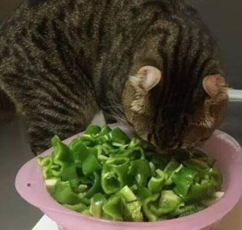主人正在厨房做饭，突然听到猫惨叫声，跑过来一看以为猫死了……