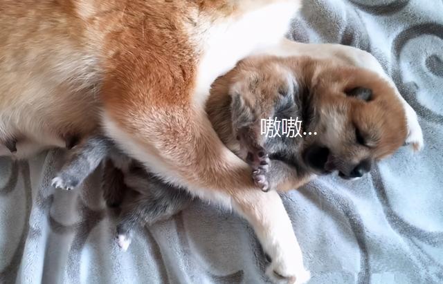 主人想要将幼崽卖掉，柴犬紧紧抱着不肯撒手：别再卖了可以吗