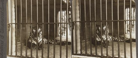 猛兽为什么伤害饲养员？可爱熊只是假象，人类一直在熊的菜单 