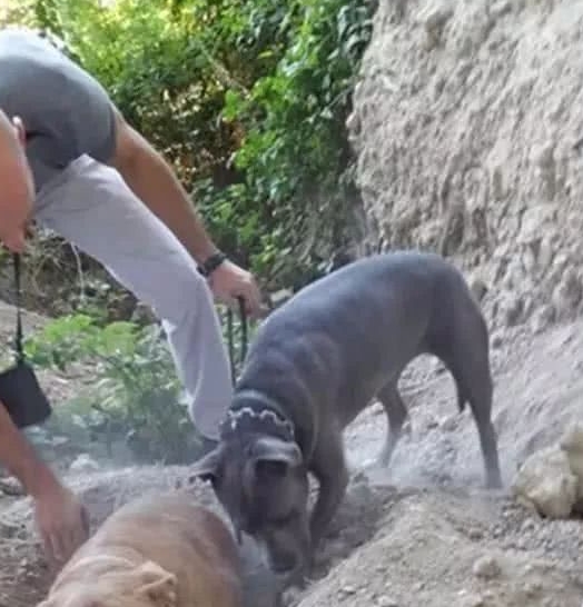 狗狗含泪疯狂刨土,引起男子注意后男子伸手帮忙,结局让人心痛! 狗狗含泪疯狂刨土,引起男子注意后男子伸手帮忙,结局让人心痛!