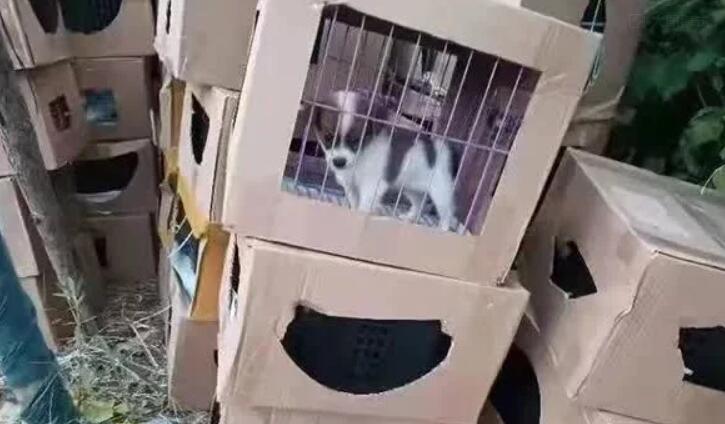 惨不忍睹!一小区门口,上百只奶猫奶狗哀嚎不止,有的已死亡 惨不忍睹!一小区门口,上百只奶猫奶狗哀嚎不止,有的已死亡
