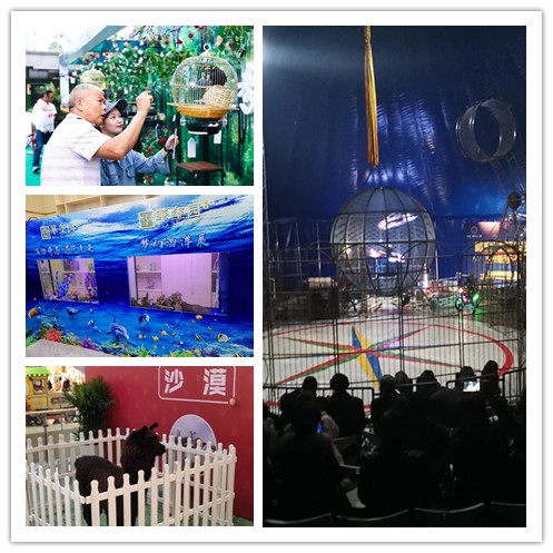 崇左市哪里有出租鹦鹉表演满意商家 崇左市哪里有出租鹦鹉表演满意商家