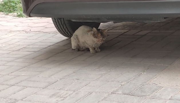 车底下躲着一只三花猫，凑近看清面目后却流泪了：我带你回家