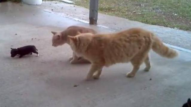 小奶狗碰到两只体型超大的猫咪，幸亏狗妈妈及时赶到，太霸气了！