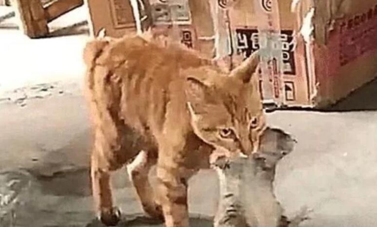 猫咪被克扣粮食后，离家出走，隔天看到嘴里的猎物，鼓掌叫好