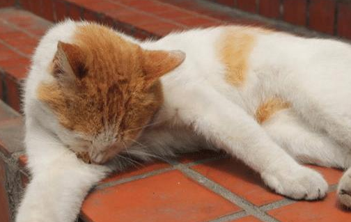 猫躲在角落里不动弹,叫它吃饭也不理人,结果走过去一看,气炸了 猫躲在角落里不动弹,叫它吃饭也不理人,结果走过去一看,气炸了