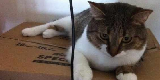 老公反对养猫，女子回家发现猫咪不见了，就在女子伤心时纸箱动了 