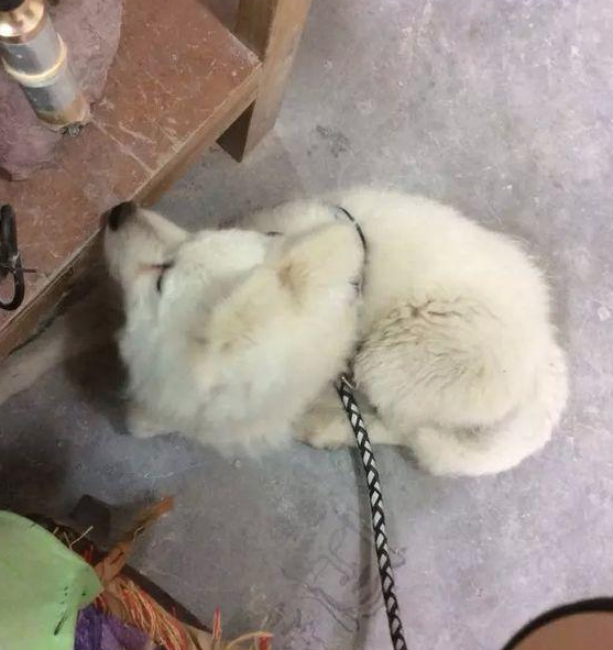 萨摩耶皮肤病图片大全 | 萨摩耶长期生活在猪圈，满身皮肤病，露出乞求的眼神，让路人心碎
