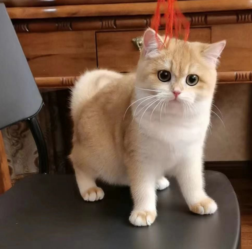 河北赛级猫-自身的抵抗力较强