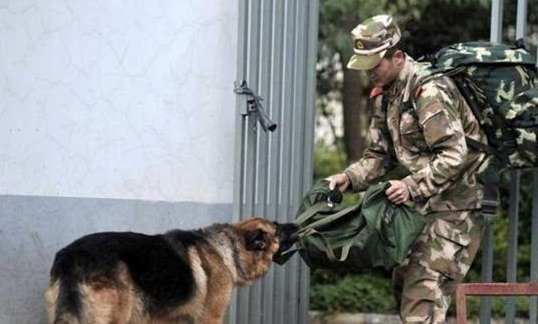 警犬死咬退伍老兵的行李不放 这一松口就是永别